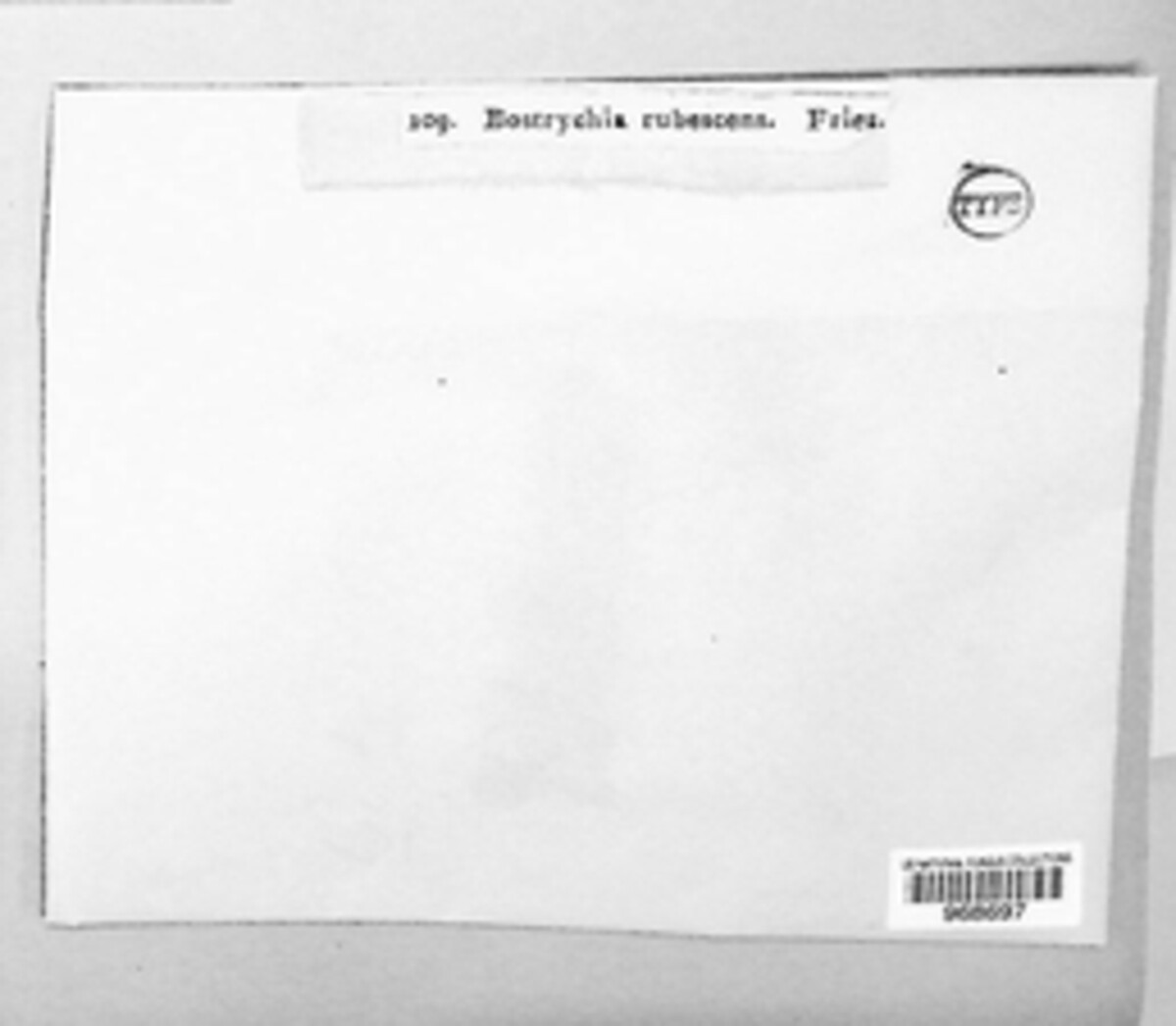 Bostrychia rubescens image